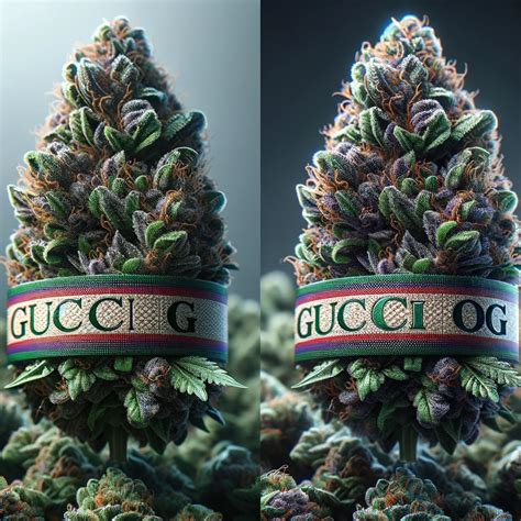 marijuana black gucci|gucci og strain reviews.